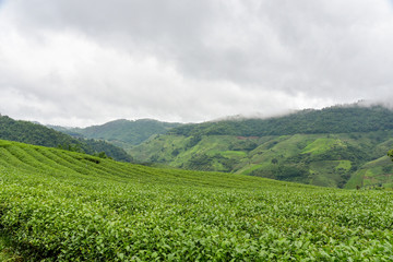 Fototapeta na wymiar green tea field