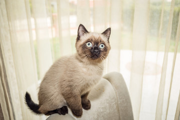 Closeup portrait of siamese kitten