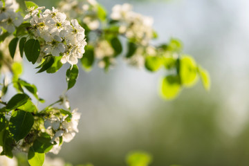 Blossom fruit tree branches on blurred background with sun
