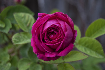 A Rose By Any Other Name