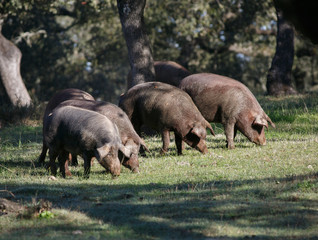 Iberian pigs. Huelva