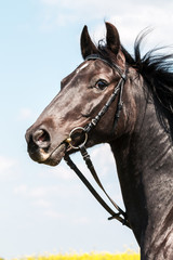 Fototapeta premium Deutsches Reitpony Portrait