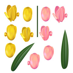 A set of tulip flowers, design details. The color is yellow and pink, with a stem and leaves. Vector illustration.