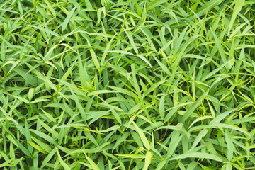 Fototapeta na wymiar Top view and close up empty green grass field. Green field of grass background.