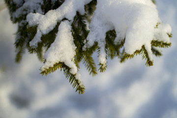 In winter,Fir-tree Branches in the snow.