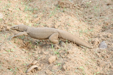 Varan (lizard) - Sri Lanka