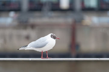 Lachmöwe, Larus ridibundus, auf Geländer bei Tageslicht und unscharfem Hintergrund.