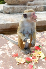 Monkeys - Sri Lanka