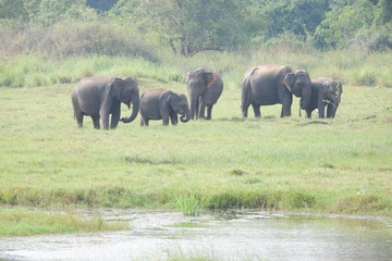 Obraz premium Elephants - Minneriya National Park, Sri Lanka