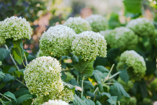 inflorescences of white and green hydrangea closeup outdoor