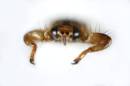 Deer ked fly, Lipoptena cervi, a microscope image