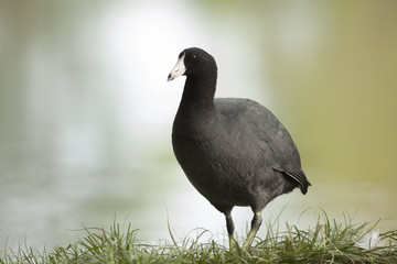 American coot in a park