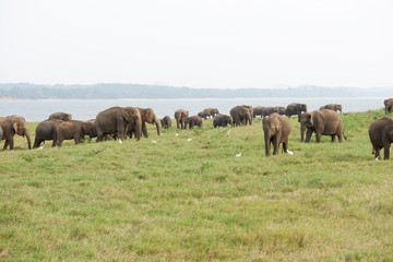 Fototapeta na wymiar Elephants - Minneriya National Park, Sri Lanka