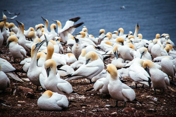 gannets birds colony at Bonaventure Island Quebec Canada at summer