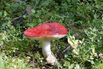 Delicious edible  mushroom, Russula paludosa