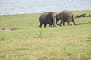 Fototapeta premium Elephants - Minneriya National Park, Sri Lanka