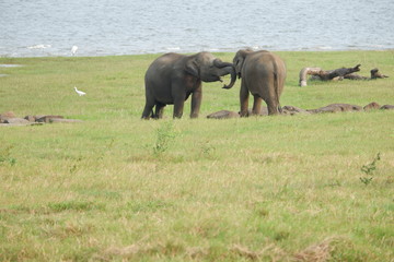 Fototapeta premium Elephants - Minneriya National Park, Sri Lanka