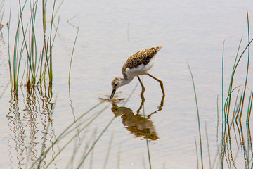 Jungvogel Stelzenläufer