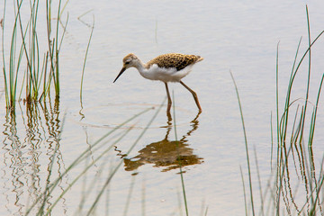 Jungvogel Stelzenläufer