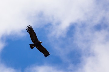 Flying King Vulture (Sarcoramphus papa)