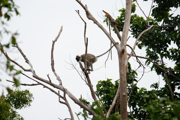 małpa - Park Narodowy Minneriya , Sri Lanka  © Karolina