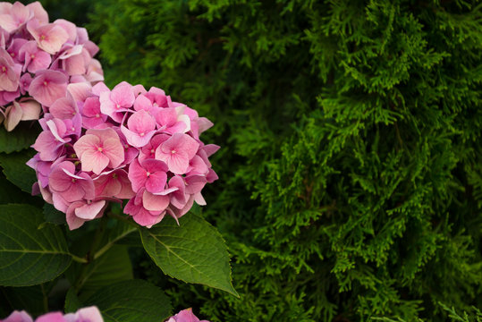 inflorescences of pink hydrangea on the flowerbed in the park