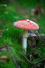 Fly agaric