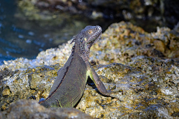 Green iguana sunning itself on the shores of the florida intra-coastal waterway in Miami Beach