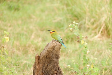 Merops orientalis - Sri Lanka