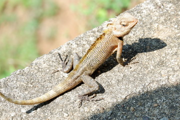 Naklejka na ściany i meble chameleon - Sri Lanka
