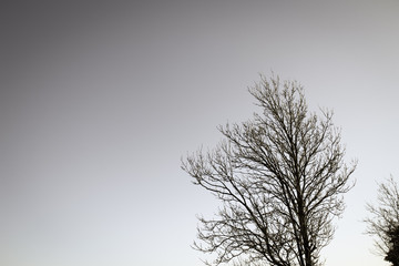 Monochrome Tree in Winter