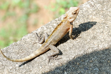 chameleon - Sri Lanka © Karolina