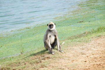 Monkey - Yala National Park , Sri Lanka 