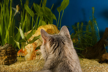 Katze beobachtet Fische im Aquarium