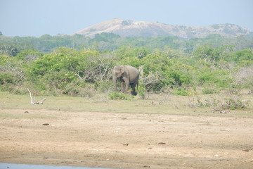 Elephant - Yala National Park, Sri Lanka  - obrazy, fototapety, plakaty