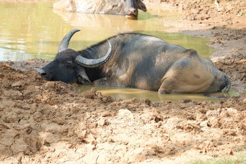 buffalo - Sri Lanka © Karolina