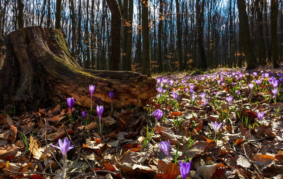 purple saffron flowers under the stump in forest