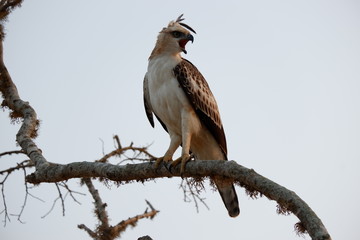 eagle - Yala National Park, Sri Lanka  © Karolina