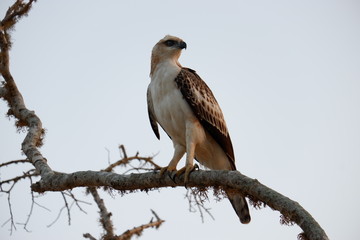 eagle - Yala National Park, Sri Lanka 