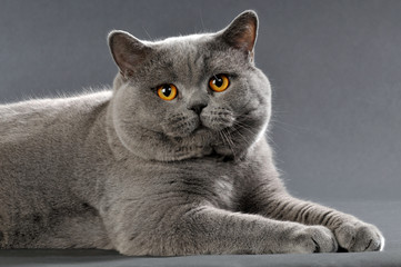 Liegender Britisch Kurzhaar Kater auf grauem Hintergrund