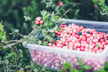 Loganberry in lunch box