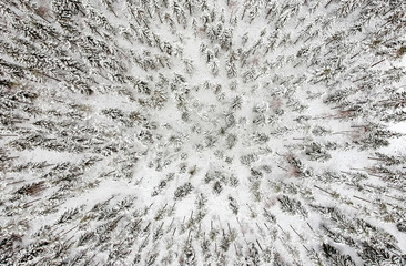 Aerial forest view in cold season