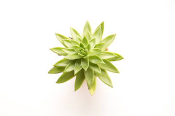 Fototapeta na wymiar Green spiky plant shot overhead on white.