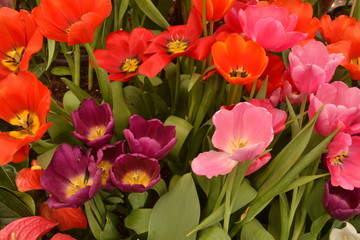 Obraz na płótnie Canvas Coloridos tulipanes naturales rosa naranja morado