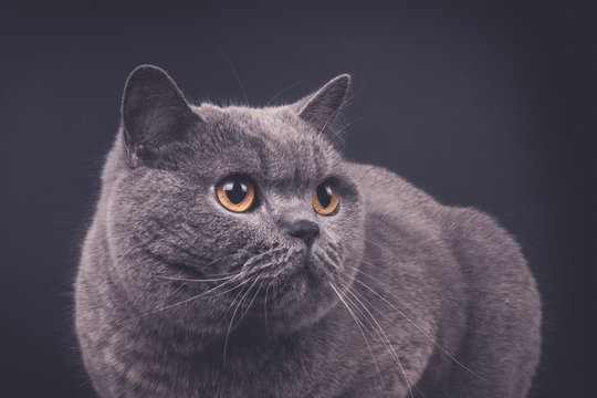 Beautiful young British gray short-haired cat close-up