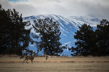 Wintry Montana Mountains with Grazing Deer