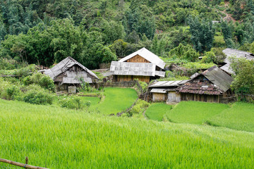 Fototapeta na wymiar Terrace green rice fields
