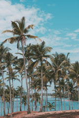 Fototapeta premium Palm trees forest on tropical island beach, vintage toned and retro color stylized