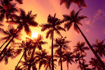 Fototapeta na wymiar Tropical palm trees silhouettes at sunset light with shining sun.