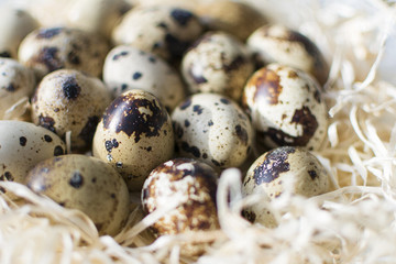 Quail eggs in hay